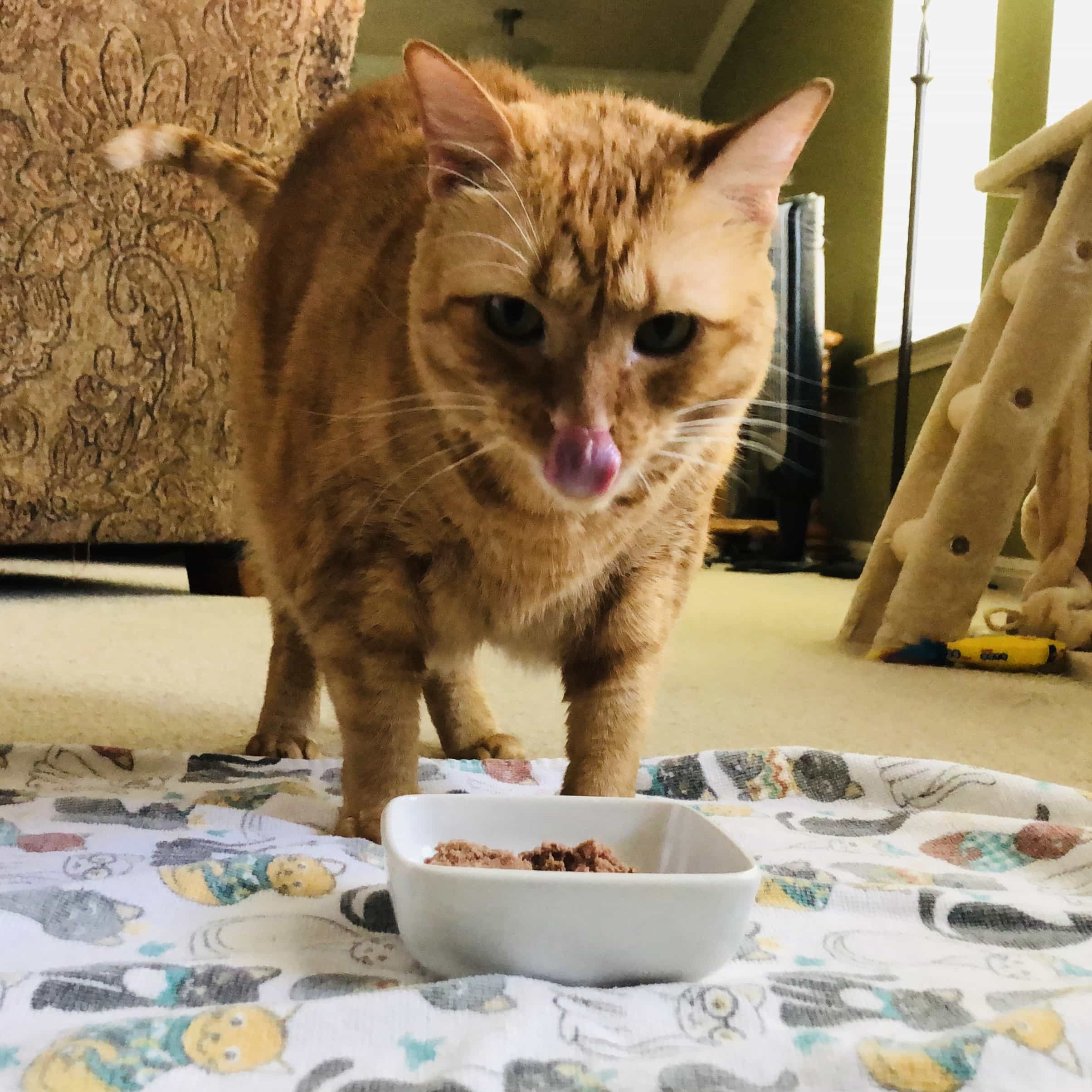 Smalls Cat Food Subscription Box Review + Coupon! hello subscription
