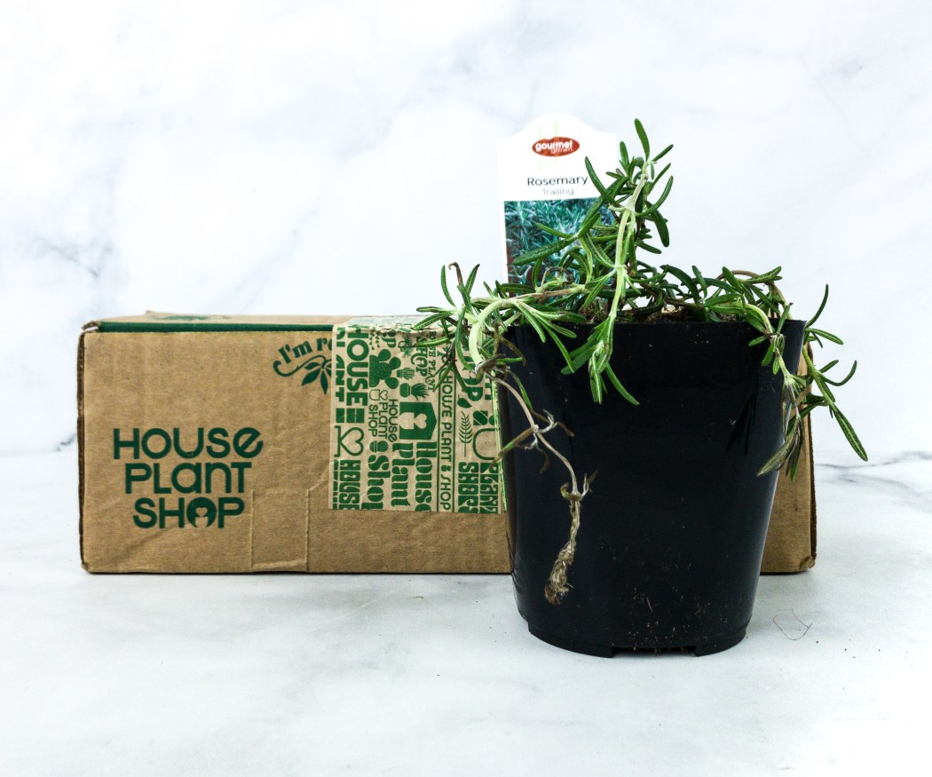 9 Plant Subscription Services To Fill Homes With Greenery - 2023