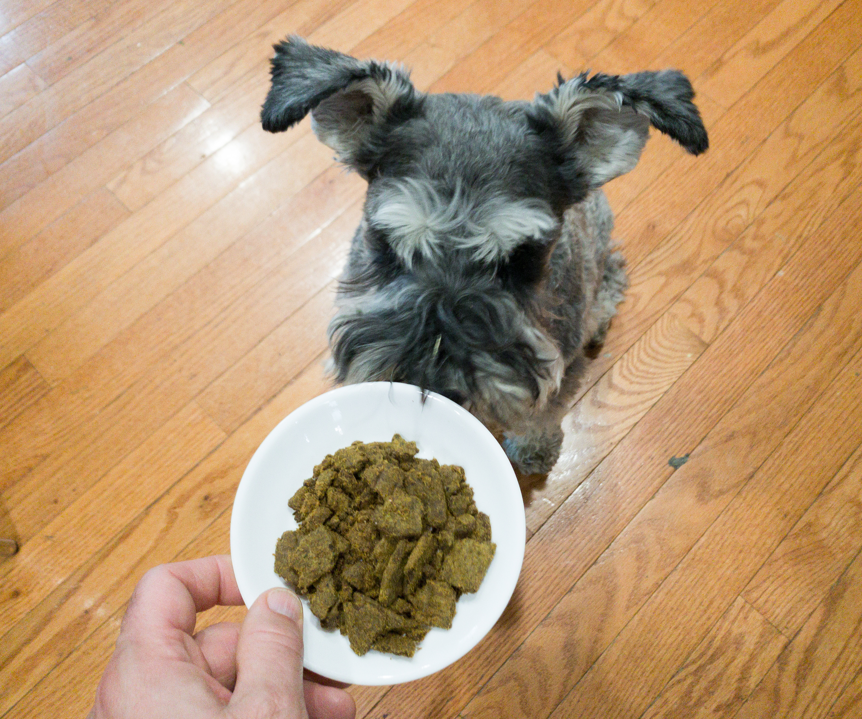 Sundays Dog Food Review Coupon Hello Subscription