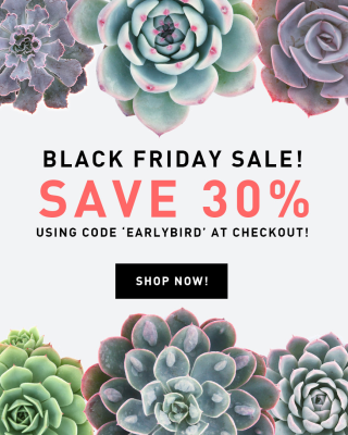 Leaf and Clay Black Friday Sale: Get 30% Off!