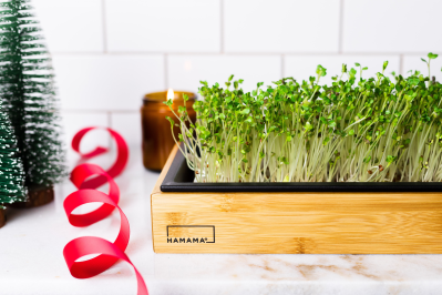 Hamama Cyber Monday: Cultivate Joy with Microgreens!
