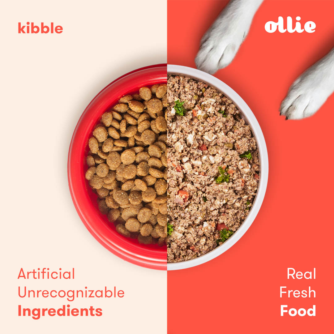 ollie-cyber-monday-coupon-get-60-off-first-box-fresh-dog-food