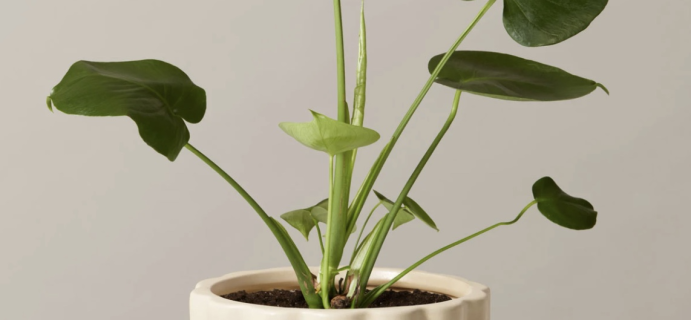 The Sill Cyber Monday Deals: Get Up To 50% Off Including Monstera!