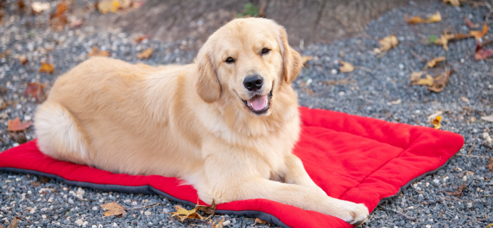 BoxDog Winter Sale: FREE Dog Bed & More!