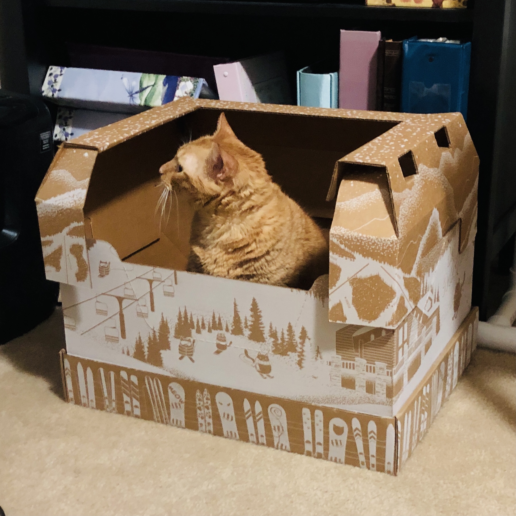 kitty poo club