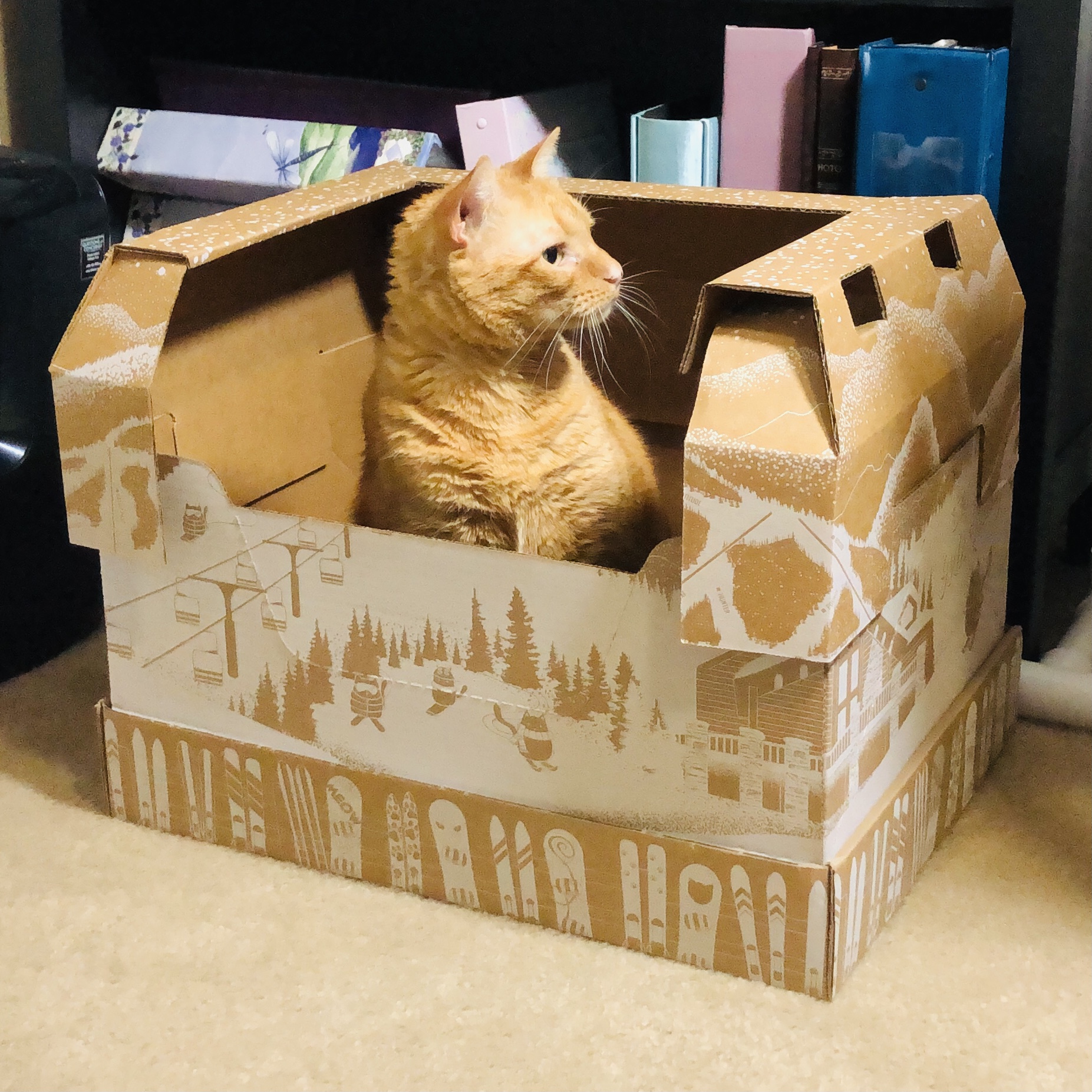 Kitty Poo Club Black Friday Coupon Get 15 Off FREE Accessories Kitty Poo Club Black Friday Coupon Get 15 Off FREE Accessories