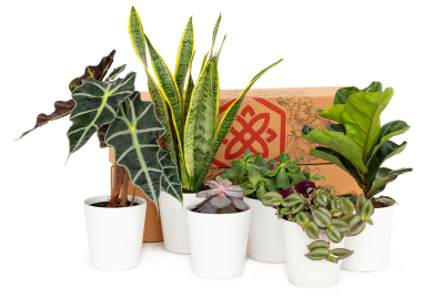 BloomsyBox Launches New Subscription: Bloomsy Plants!