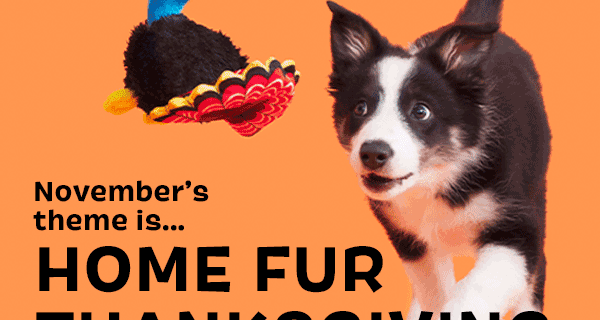 BarkBox November 2021 Home Fur Thanksgiving Box + FREE Box Coupon!