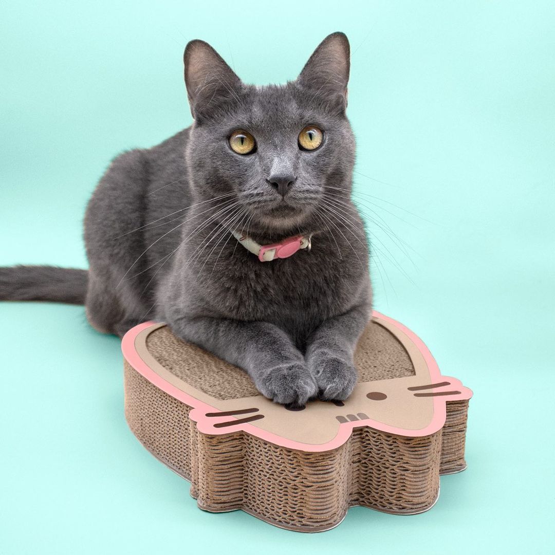 Cat Kit by Pusheen Box Winter 2021 Spoilers! Hello Subscription