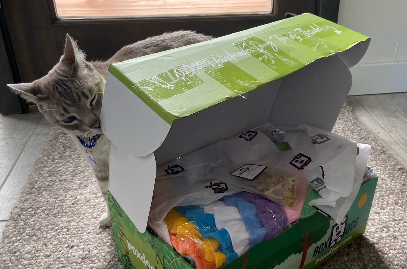 The 13 Best Cat Subscription Boxes for Felines & Their Humans in 2024