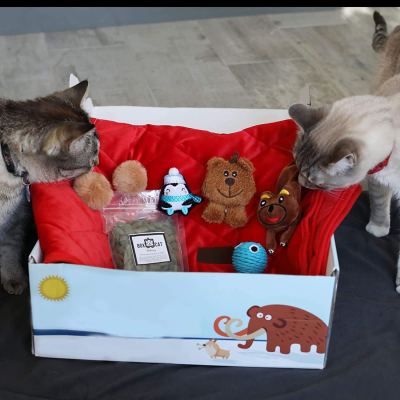 BoxCat Deal: FREE Cat Blanket With First Box of Cat Toys and Treats!