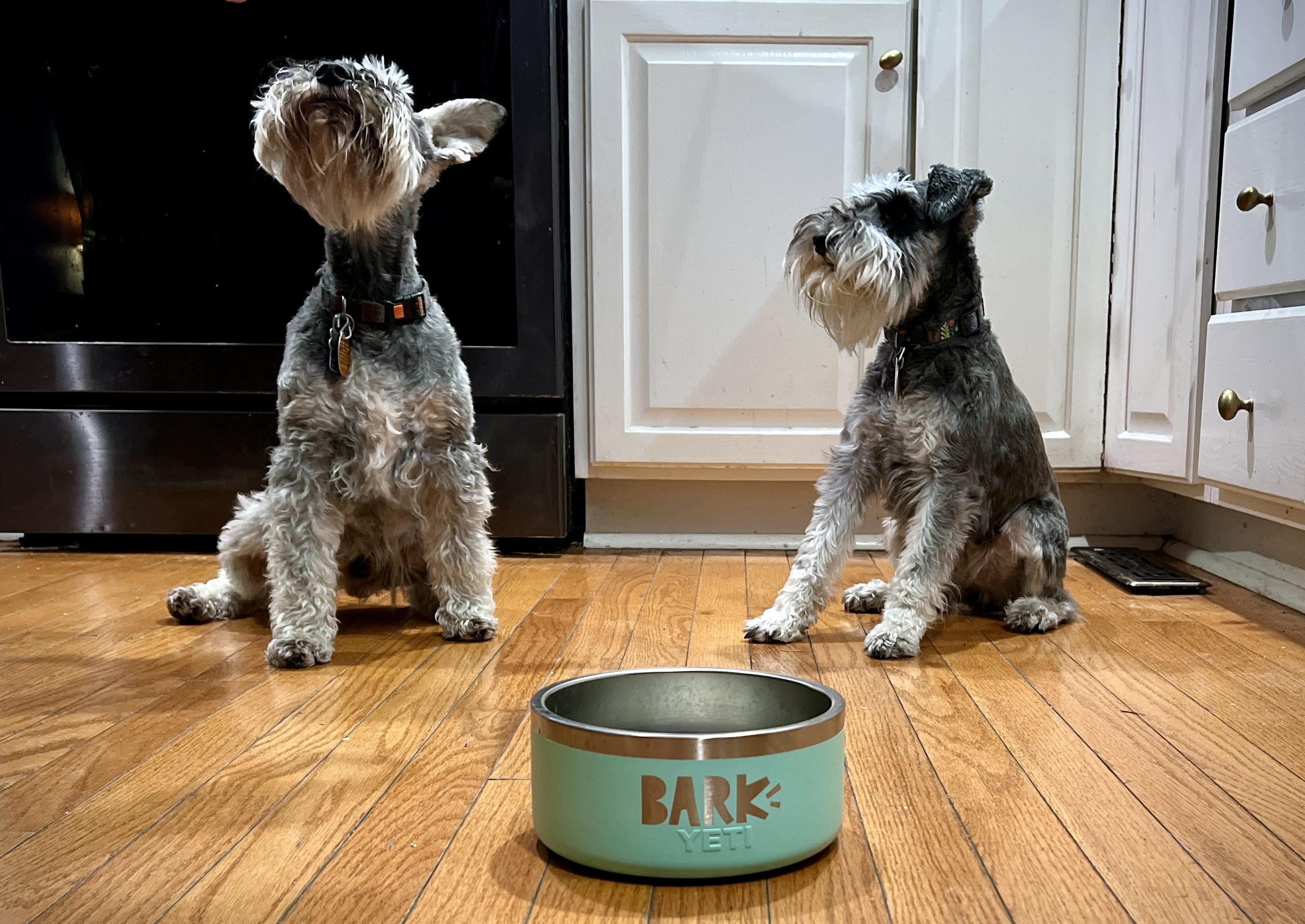 How to get a free Yeti dog bowl with BarkBox 