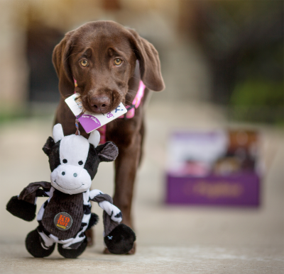 PupBox Coupon: 50% Off First Month of Toys and Treats For Your Pup!