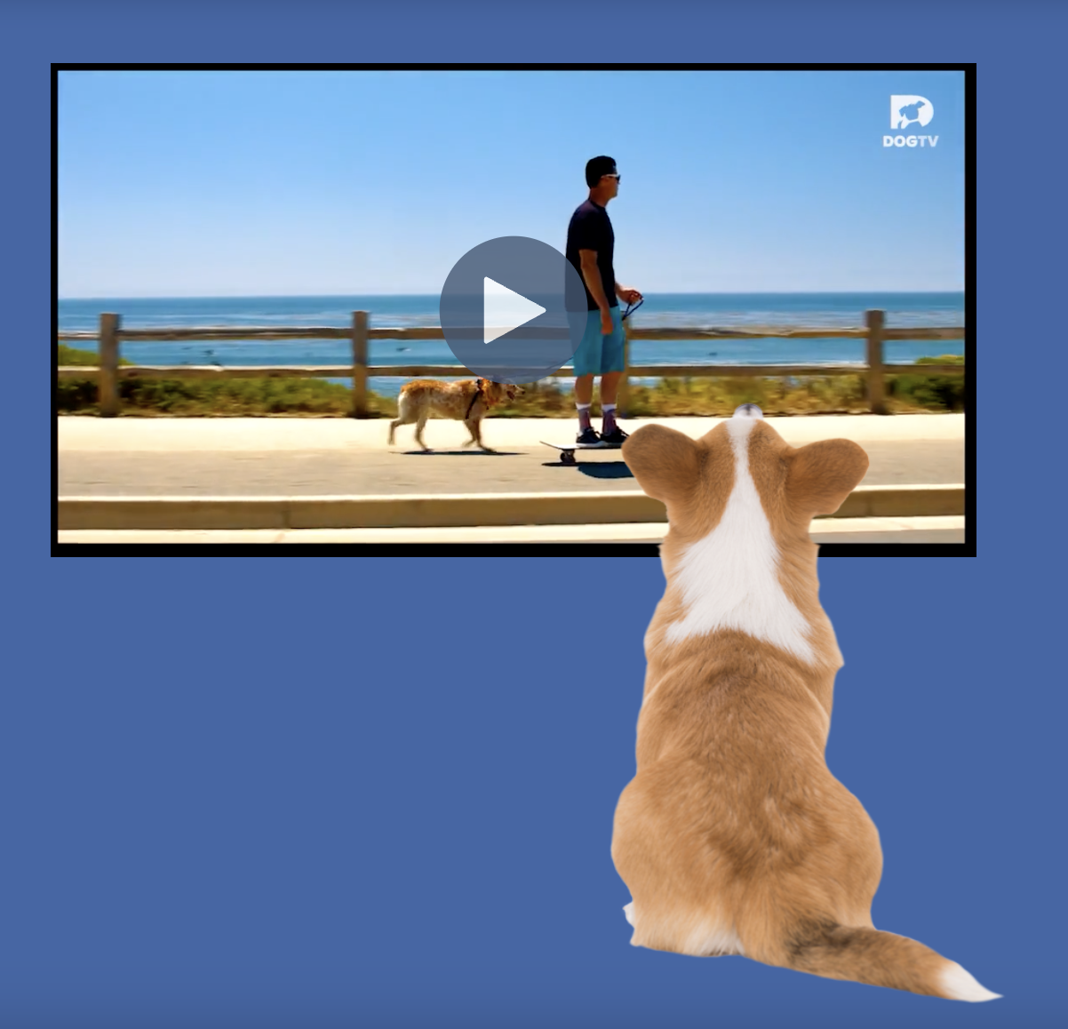 DOG TV - 20 HOURS OF INSTANT DOG ENTERTAINMENT! (2022) 