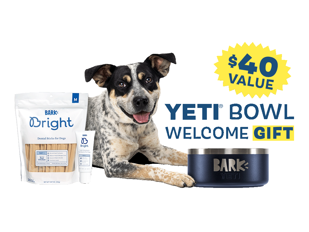 free yeti dog bowl