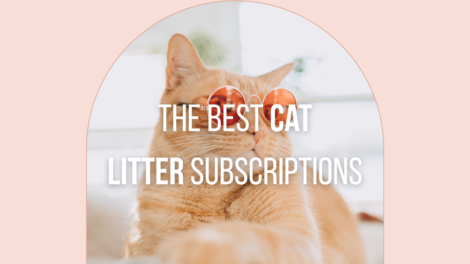 The 13 Best Cat Subscription Boxes for Felines & Their Humans in 2024