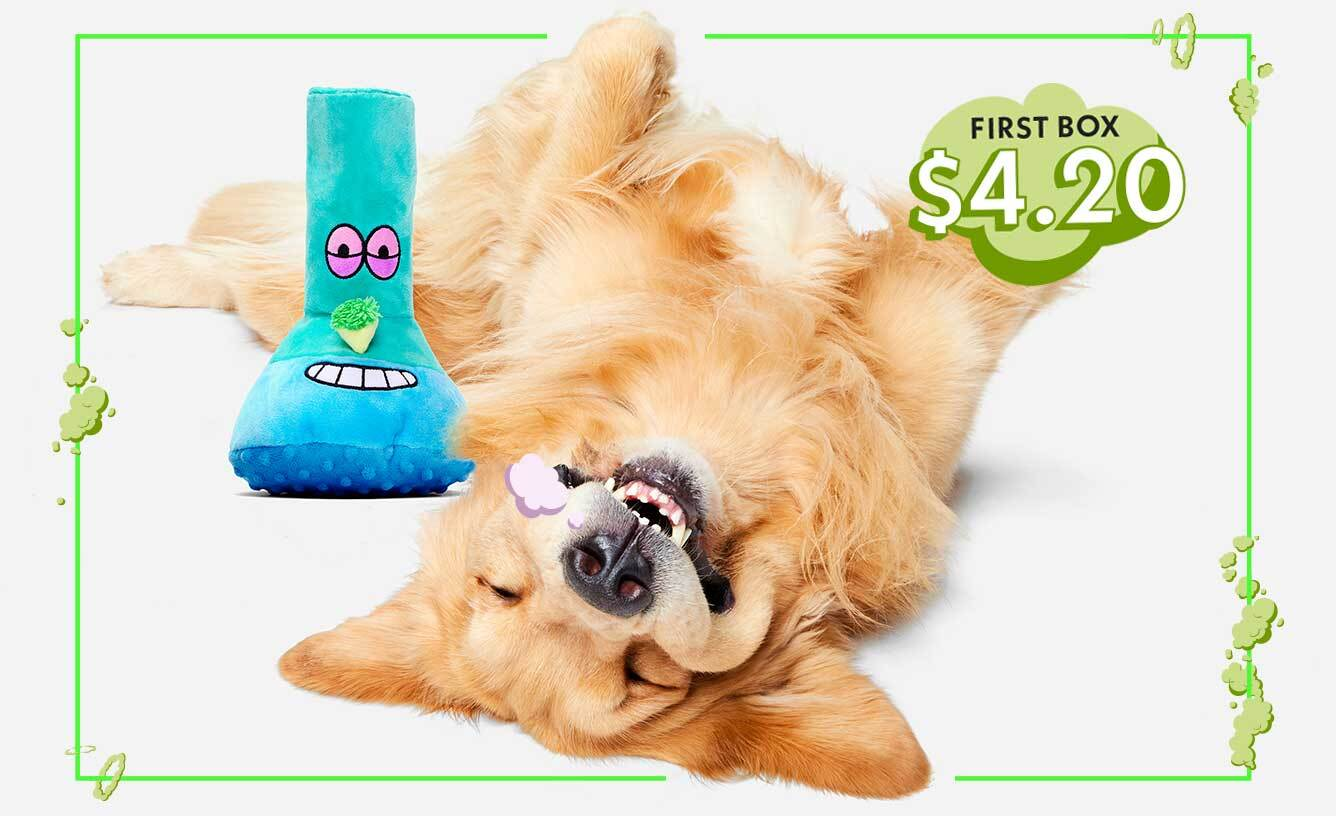 Dunkin' Teams with BARK to Offer Dog Toys for Charity - QSR Magazine