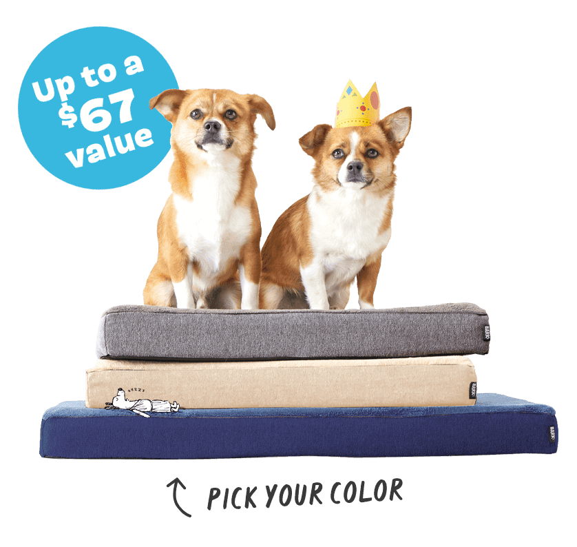 BarkBox & Super Chewer Deal FREE Dog Bed With First Box of Toys and