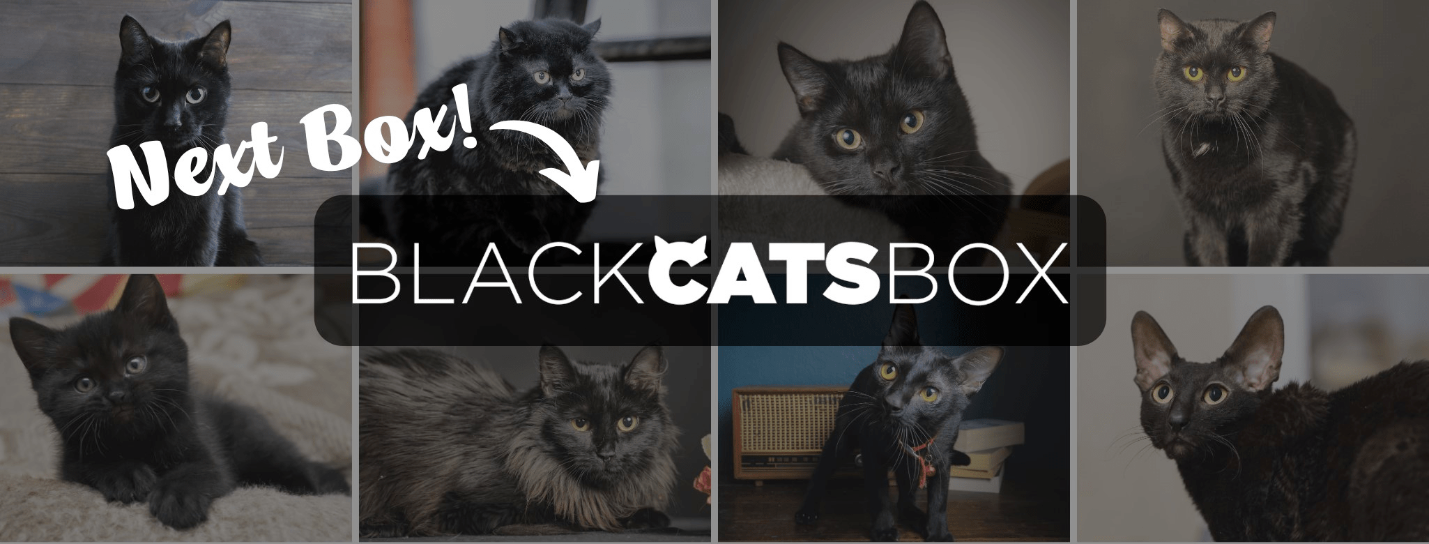 Black cat outlet box