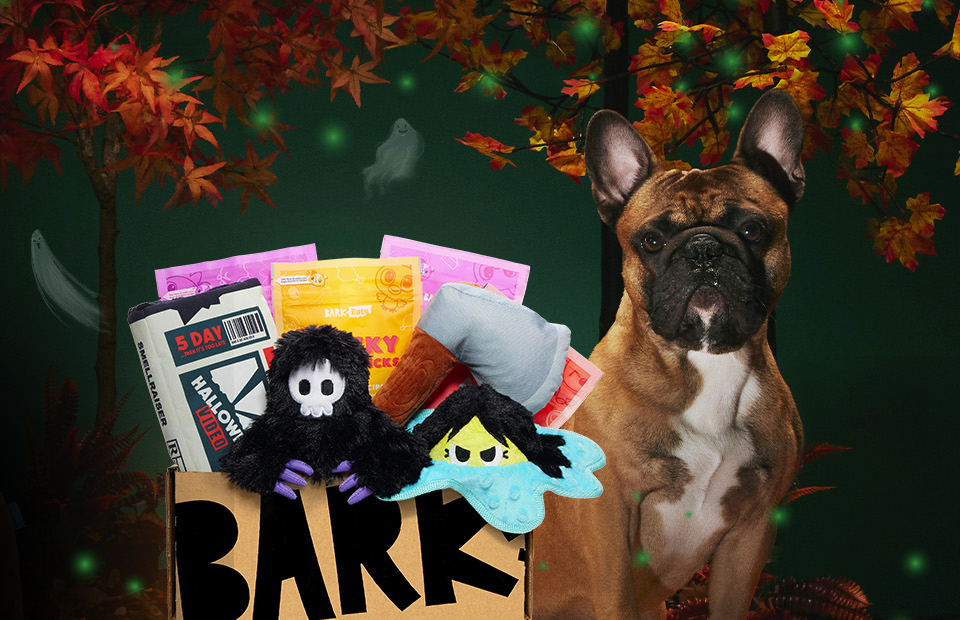 BarkBox & Super Chewer Coupon: Double Your First Box For FREE + Afraid ...