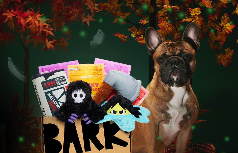 Barkbox deals for cats