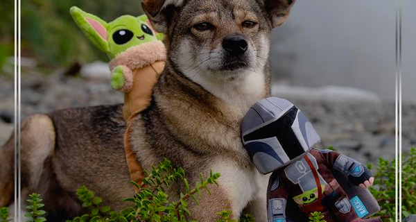 BarkBox & Super Chewer Deal: FREE Star Wars The Mandalorian Toys With First Box of Treats and Toys for Dogs!